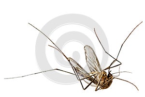 The dead mosquito, isolated on white background