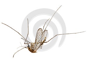 The dead mosquito, isolated on white background