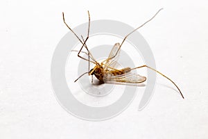 Dead mosquito isolated on white background and macro photo. \