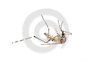Dead Mosquito