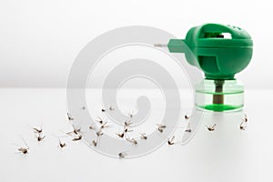 Dead mosquitoes on white background