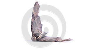Dead moth insect on white background