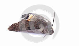 Dead moth insect on white background