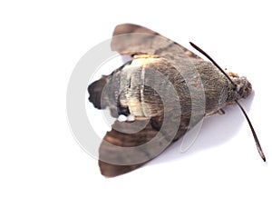 Dead moth insect on white background