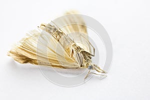 Dead Moth on White Background