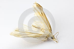 Dead Moth on White Background
