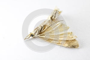 Dead Moth on White Background