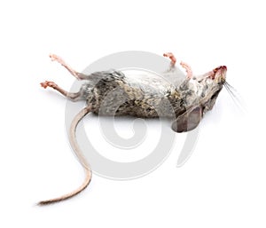 Dead Mouse with Feet to the Sky