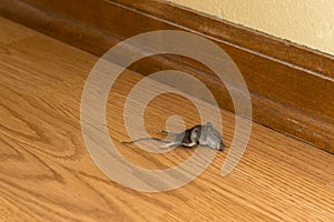 Dead Mouse Rodent in House or Home, Vermin