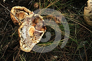 DEAD MUSHROOMS 3