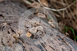 Dead mushrooms.