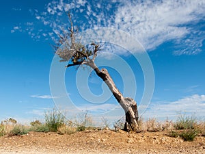 Dead and naked tree