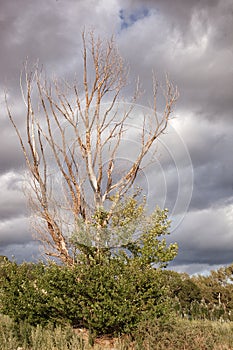 Dead naked tree