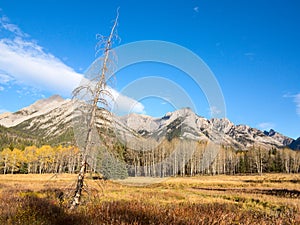 Dead naked tree