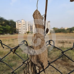 Dead Nature still glows in front of civilization