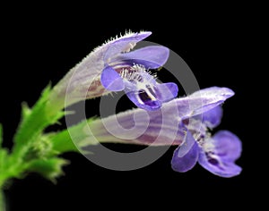 Dead-nettle flower closeup