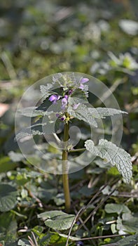 Dead nettle - Lamium purpureum