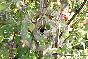 Dead nettle, popularly called sugel 7