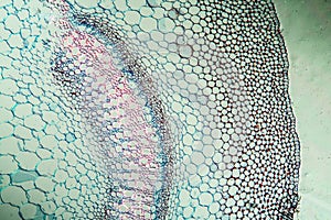 Dead nettle with stem