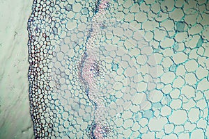 Dead nettle with stem