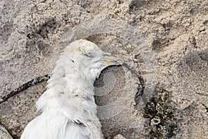 Dead northern fulmar, Fulmarus glacialis