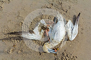 Dead northern gannet trapped in plastic fishing net