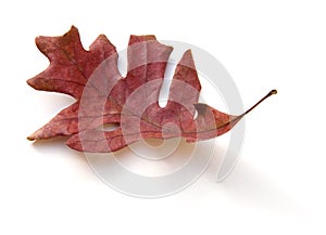 Dead Oak Leaf Isolated