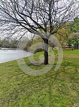 Dead oak tree against green background of river and trees