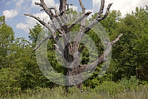 Dead oak tree against a green  backkground
