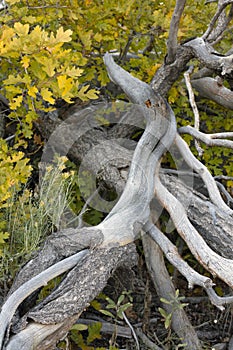 Dead oak tree branches and bushes with yellow oak leaves of the Autumn Fall Colorado America