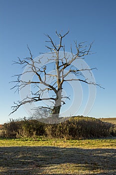 Dead oak tree Quercus on the meadow in the autumn