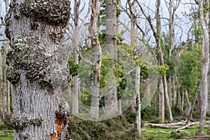 Dead oak trees in a dead forest in the New Forest, Hampshire, UK.