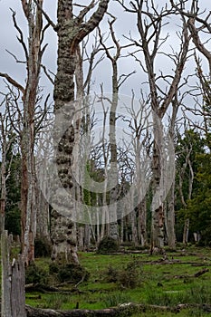 Dead oak trees in a dead forest in the New Forest, Hampshire, UK.