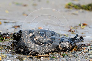 Dead Oil Covered Bird On A Beach photo