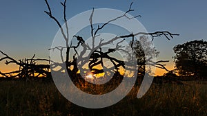 Dead old branches silhouette sunset