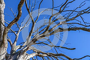Dead old oak tree without leaves.