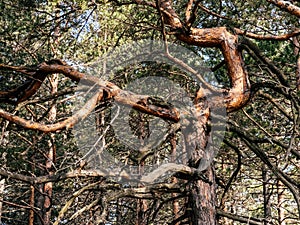 Dead old pine tree at Divcibare, Serbia