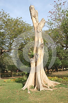 Dead old tree of Holoptelea integrifolia in Lodhi Garden, Delhi