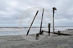 Dead palmetto palm trees on the beach at Hunting Island, South Carolina, USA
