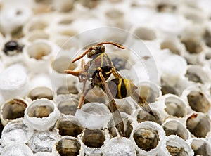 Dead Paper Wasps and Nest