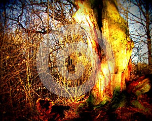 Dead and partially hollowed out oak in the Sababurg primeval forest, Lomography