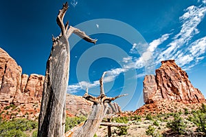 Dead piece of wood in Colorado National Monument
