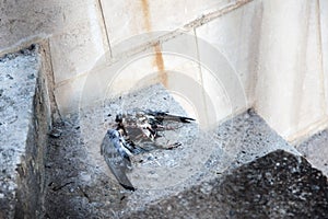 Dead Pigeon, Sagrada FamÃÂ­lia, Barcelona, Spain photo