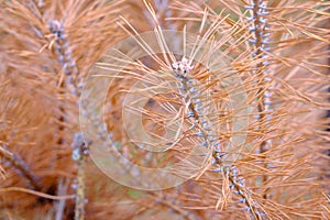 A dead pine branch with needles in the Slovakian paradise nature park. Summer August