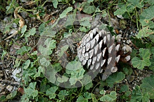 DEAD PINE CONE ON THE GROUND