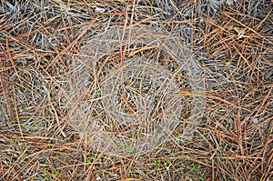 Dead Pine Needle Texture