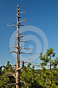 Dead pine tree against blue sky at Divcibare mountain