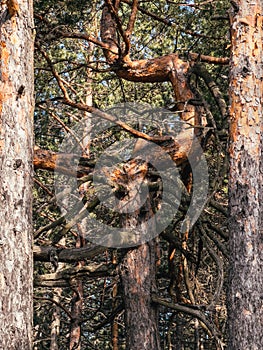 Dead pine tree at Divcibare, Serbia