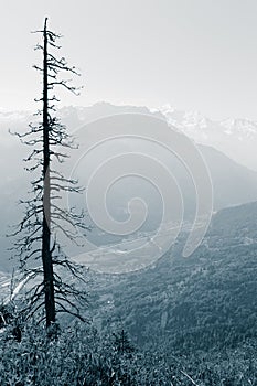 Dead pine tree on mountain landscape