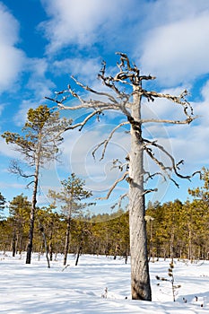 Dead pine tree at a Nordic bog